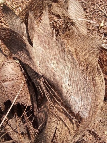 กาบมะพร้าว รูปที่ 5