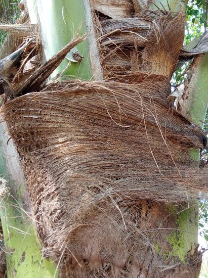 กาบมะพร้าว รูปที่ 3