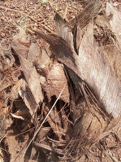 กาบมะพร้าว รูปที่ 4