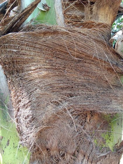 กาบมะพร้าว รูปที่ 6