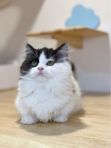 แมวมันช์กิ้นขาสั้น รูปที่ 3