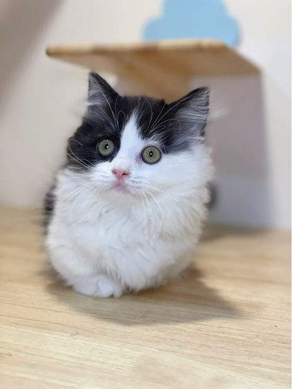 แมวมันช์กิ้นขาสั้น รูปที่ 2