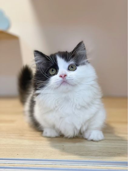 แมวมันช์กิ้นขาสั้น รูปที่ 5