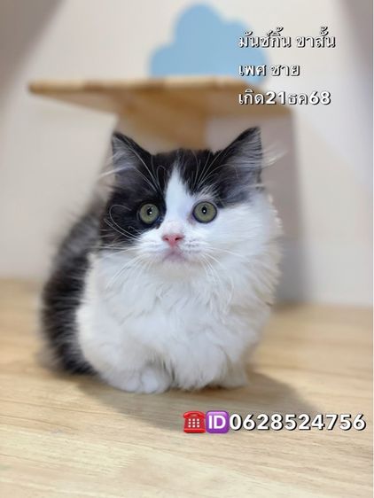 แมวมันช์กิ้นขาสั้น