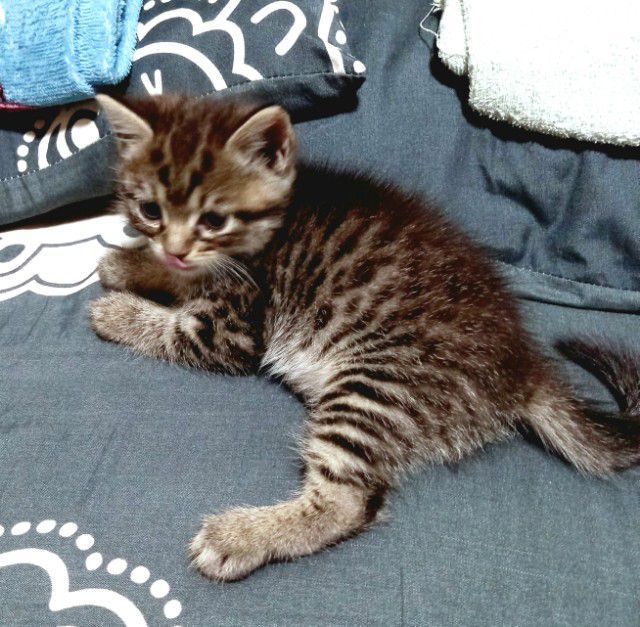 สก็อตติชผสมเปอร์เซียร์ รูปที่ 8