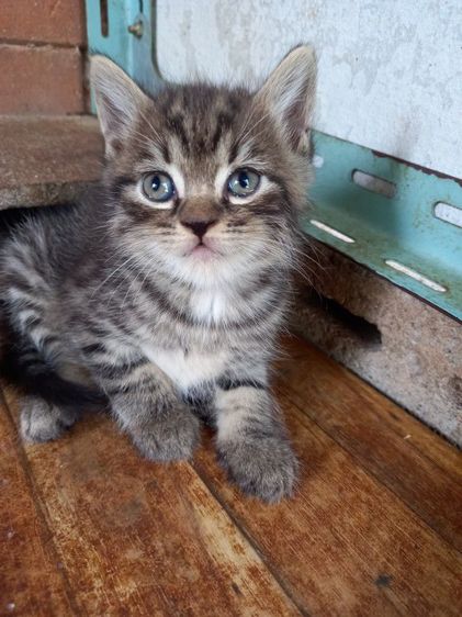 สก็อตติชผสมเปอร์เซียร์ รูปที่ 3