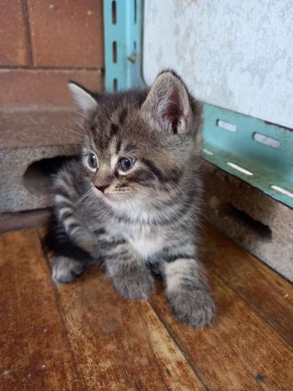 สก็อตติชผสมเปอร์เซียร์ รูปที่ 5