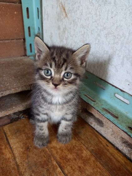 สก็อตติชผสมเปอร์เซียร์ รูปที่ 2