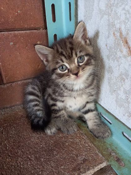 สก็อตติชผสมเปอร์เซียร์ รูปที่ 4