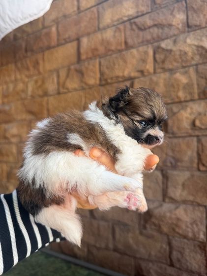 เล็ก ปอมเมอเรเนียน (Pomeranian) ลูกหมาปอม