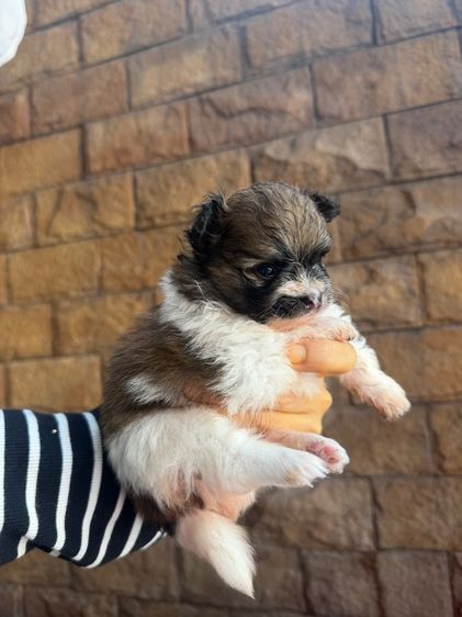 ลูกหมาปอม รูปที่ 2