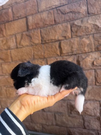 ลูกหมาปอม รูปที่ 6