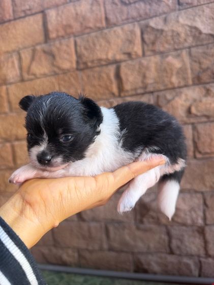 ลูกหมาปอม รูปที่ 5