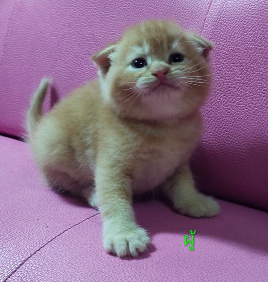 แมวสก๊อตติส รูปที่ 2