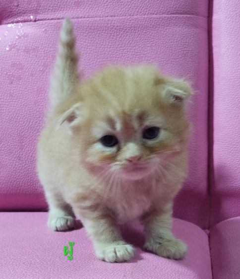 แมวสก๊อตติส รูปที่ 4