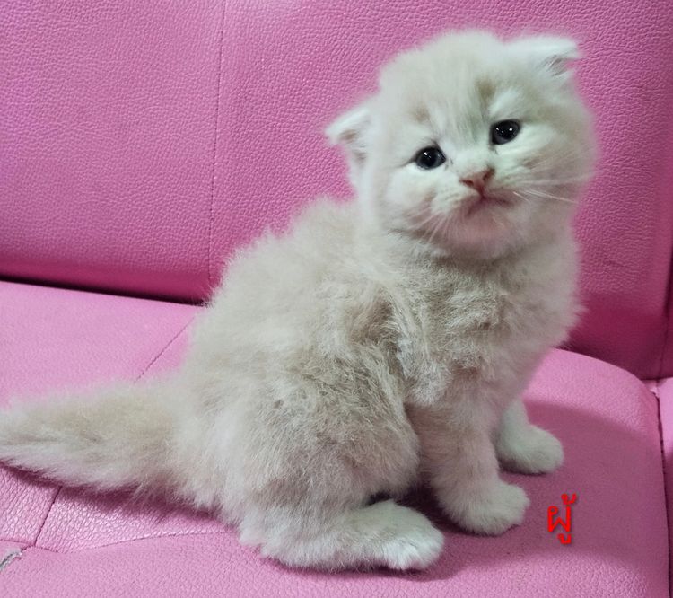 แมวสก๊อตติส รูปที่ 5