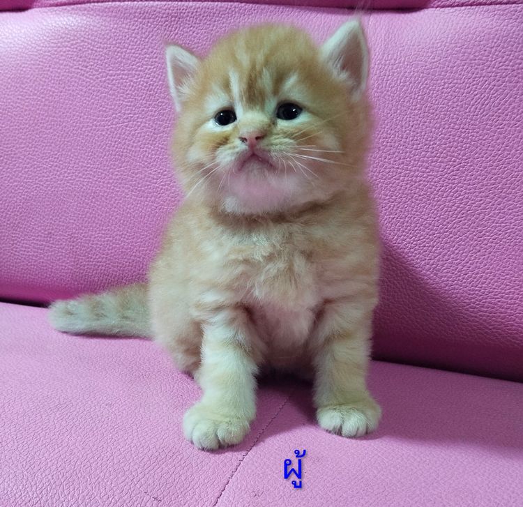 แมวสก๊อตติส รูปที่ 3