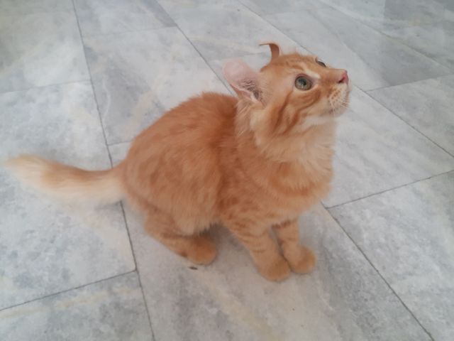 สาวน้อย American Curl รูปที่ 2