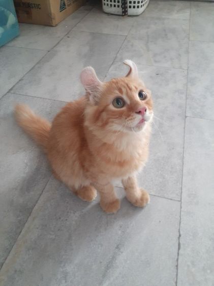 สาวน้อย American Curl รูปที่ 3