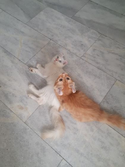 สาวน้อย American Curl รูปที่ 4