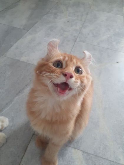 อเมริกัน เคิร์ล (American Curl) สาวน้อย American Curl