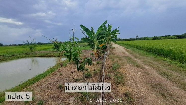 ไม่ใช่ เจ้าของขายเอง ขายถูกเหมาะทำบ้านสวนพอเพียงไฟฟ้าน้ำประปาพร้อม รูปที่ 3