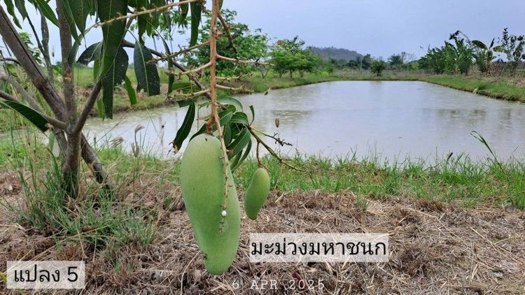 ไม่ใช่ เจ้าของขายเอง ขายถูกเหมาะทำบ้านสวนพอเพียงไฟฟ้าน้ำประปาพร้อม รูปที่ 2