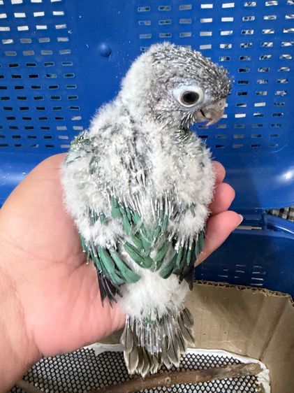 ลูกป้อนกรีนชีคบลูเยลโล่ไซส์ รูปที่ 2