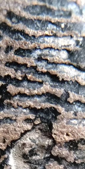 พระรอด พระซุ้มกอ พระคง พระเปิม ลำพูน รูปที่ 7