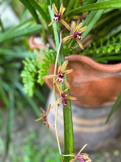 กล้วยไม้ กะเรกะร่อน สีนํ้าตาลดอกใหญ่ รูปที่ 2