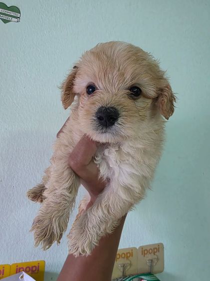 ลูกชิสุผสมพุดเดิ้ล รูปที่ 4