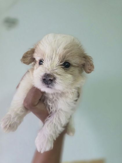 ลูกชิสุผสมพุดเดิ้ล รูปที่ 2