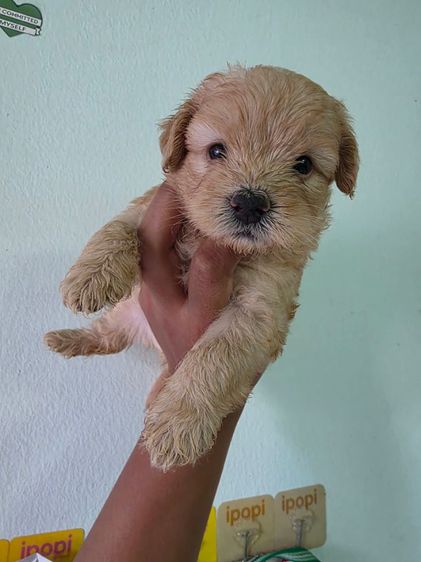 ลูกชิสุผสมพุดเดิ้ล รูปที่ 3