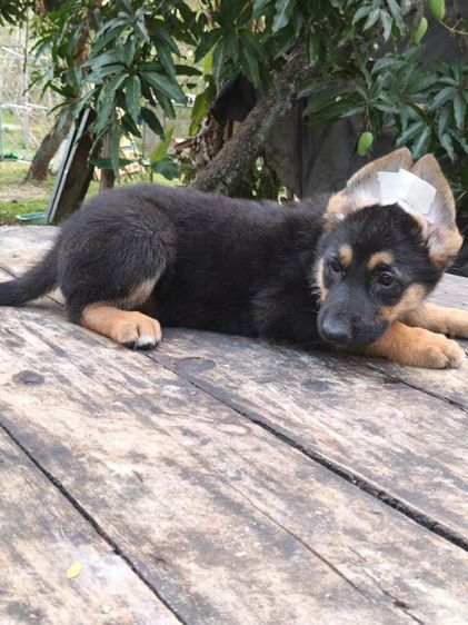 เยอรมันเชพเพิร์ดพร้อมเดินทางมีแต่เด็กหญิงจ้าสุขภาพแข็งแรงฉีดวัคซีนครบสนใจโทรสอบถาม0813643191ค่ะ รูปที่ 15