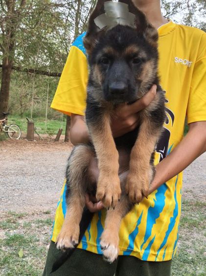 เยอรมันเชพเพิร์ดพร้อมเดินทางมีแต่เด็กหญิงจ้าสุขภาพแข็งแรงฉีดวัคซีนครบสนใจโทรสอบถาม0813643191ค่ะ รูปที่ 2