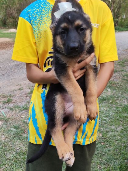 เยอรมันเชพเพิร์ดพร้อมเดินทางมีแต่เด็กหญิงจ้าสุขภาพแข็งแรงฉีดวัคซีนครบสนใจโทรสอบถาม0813643191ค่ะ รูปที่ 17