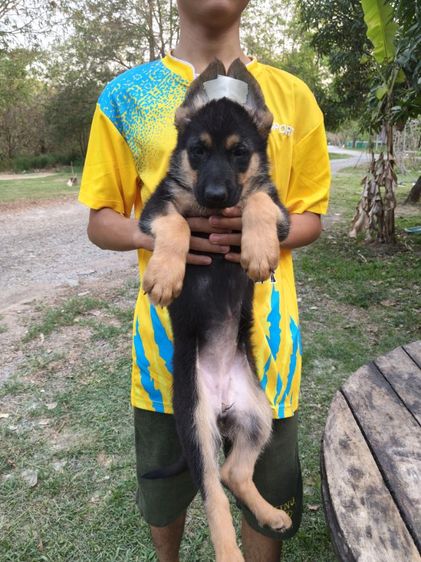 เยอรมันเชพเพิร์ดพร้อมเดินทางมีแต่เด็กหญิงจ้าสุขภาพแข็งแรงฉีดวัคซีนครบสนใจโทรสอบถาม0813643191ค่ะ รูปที่ 12