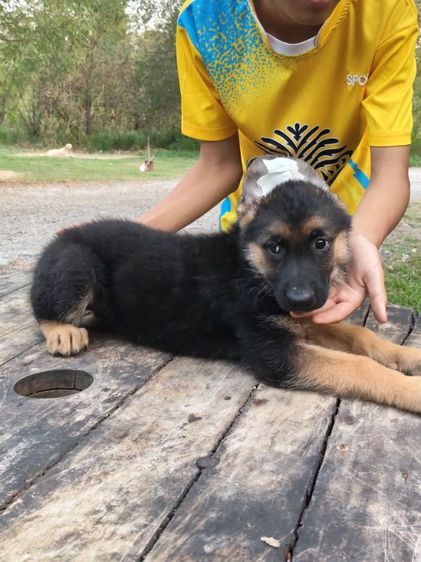 เยอรมันเชพเพิร์ดพร้อมเดินทางมีแต่เด็กหญิงจ้าสุขภาพแข็งแรงฉีดวัคซีนครบสนใจโทรสอบถาม0813643191ค่ะ รูปที่ 8