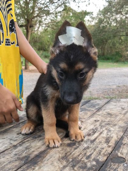 เยอรมันเชพเพิร์ดพร้อมเดินทางมีแต่เด็กหญิงจ้าสุขภาพแข็งแรงฉีดวัคซีนครบสนใจโทรสอบถาม0813643191ค่ะ รูปที่ 16