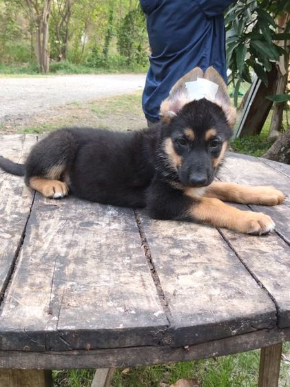 เยอรมันเชพเพิร์ดพร้อมเดินทางมีแต่เด็กหญิงจ้าสุขภาพแข็งแรงฉีดวัคซีนครบสนใจโทรสอบถาม0813643191ค่ะ รูปที่ 13