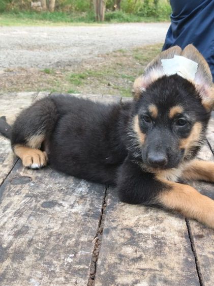 เยอรมันเชพเพิร์ดพร้อมเดินทางมีแต่เด็กหญิงจ้าสุขภาพแข็งแรงฉีดวัคซีนครบสนใจโทรสอบถาม0813643191ค่ะ รูปที่ 11