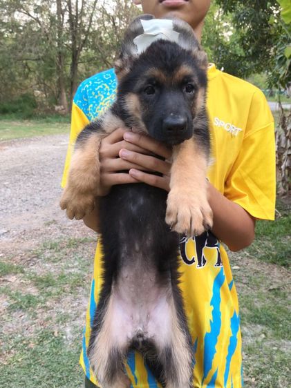 เยอรมันเชพเพิร์ดพร้อมเดินทางมีแต่เด็กหญิงจ้าสุขภาพแข็งแรงฉีดวัคซีนครบสนใจโทรสอบถาม0813643191ค่ะ รูปที่ 7