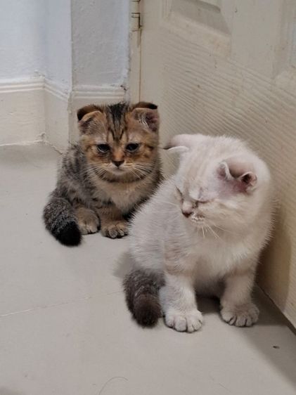 สก็อตติช ช็อตแฮร์ รูปที่ 3