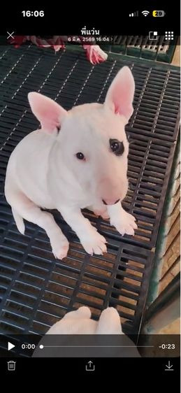 ลูกสุนัขบูลเทอรเรีย