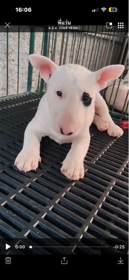 ลูกสุนัขบูลเทอรเรีย รูปที่ 2