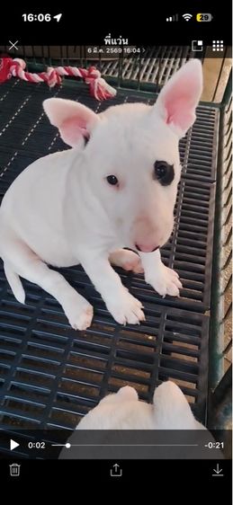 ลูกสุนัขบูลเทอรเรีย รูปที่ 3