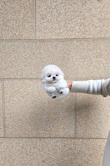 ขาย Mini Bichon Frise แท้ นำเข้าจากเกาหลี ขนาดเล็กมาก น่ารักสุดๆ รูปที่ 2