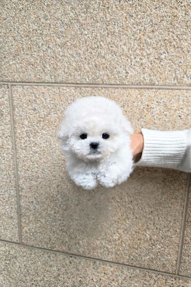 ขาย Mini Bichon Frise แท้ นำเข้าจากเกาหลี ขนาดเล็กมาก น่ารักสุดๆ