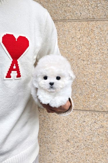 ขาย Mini Bichon Frise แท้ นำเข้าจากเกาหลี ขนาดเล็กมาก น่ารักสุดๆ รูปที่ 4