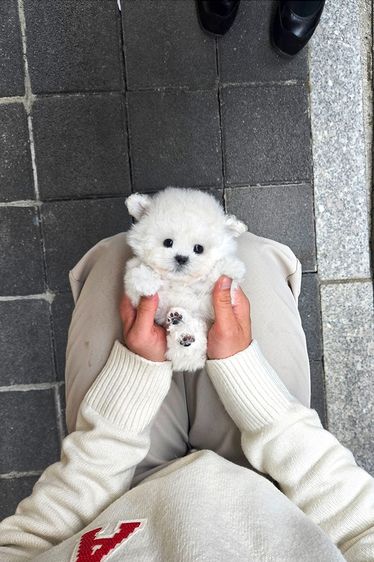 ขาย Mini Bichon Frise แท้ นำเข้าจากเกาหลี ขนาดเล็กมาก น่ารักสุดๆ รูปที่ 3